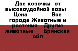 Две козочки  от высокоудойной козы › Цена ­ 20 000 - Все города Животные и растения » Другие животные   . Брянская обл.